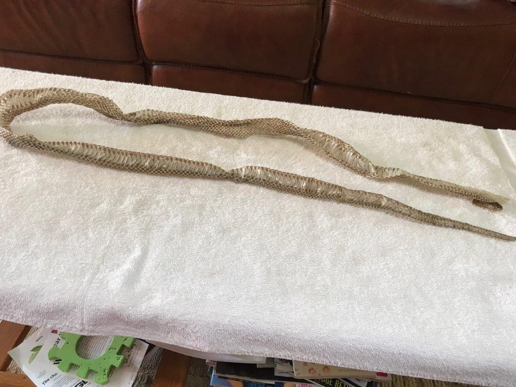 Philadelphia snake skin