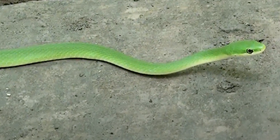 Philadelphia snake