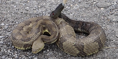 Philadelphia snake
